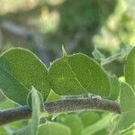 Combretum aculeatum Hoja