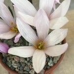 Colchicum szovitsii 花