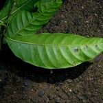 Odontadenia macrantha Folla