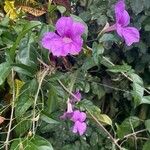 Bignonia magnifica Flower