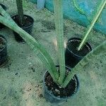 Dracaena pearsonii Yaprak