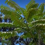 Toona ciliata Blad