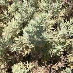 Artemisia thuscula Leaf