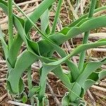 Chlorophytum africanum Leaf