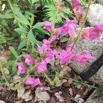 Antirrhinum australeFlower