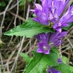 Campanula glomerataFlower