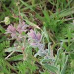 Nonea vesicaria Hoja