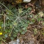 Centaurea idaea 形态