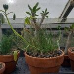 Albuca namaquensis Habit
