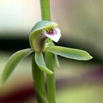 Megastylis rara Flower