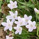 Claytonia virginica फूल