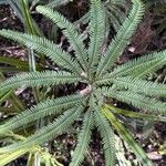 Sticherus flabellatus Blad