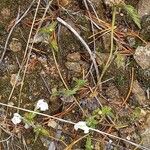 Galeopsis segetum Habit