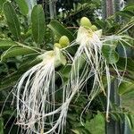 Morisonia flexuosa Квітка