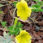 Petunia x atkinsiana പുഷ്പം