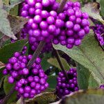 Callicarpa americana Plod