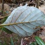 Beilschmiedia neocaledonica Leaf