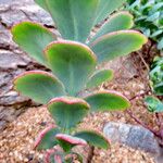 Kalanchoe fedtschenkoi Листок