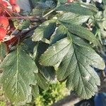 Sorbus intermedia Leaf