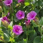 Mirabilis multiflora Хабит