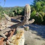 Euphorbia mammillaris Leaf