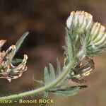 Anthyllis hamosa Other