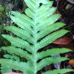 Polypodium californicum Hoja