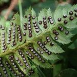 Polystichum lonchitis Плод