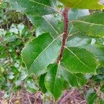 Arbutus andrachne Leaf