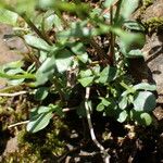 Cardamine resedifolia Lapas