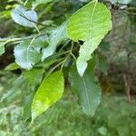 Salix myrsinifolia पत्ता