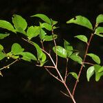 Myrcia multiflora Leaf