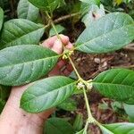 Ronabea latifolia Leaf