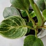 Peperomia maculosa Blad