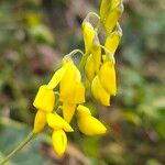 Cytisus nigricans Fiore