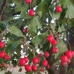 Crataegus monogyna Frucht