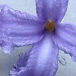 Clematis heracleifolia Flower