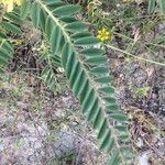 Astragalus alopecuroides Leaf