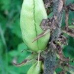 Veratrum album Fruit