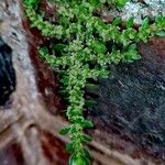 Pilea microphylla Folha