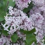 Syringa pubescens Blomma