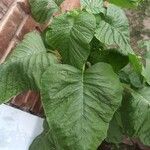 Amaranthus dubius পাতা