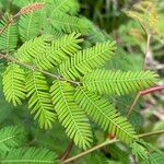 Vachellia cornigera Hoja