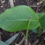 Heliconia wagneriana Leht