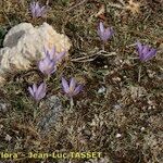 Crocus salzmannii Habitat