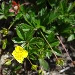 Potentilla erecta Other