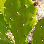 Opuntia maxima Blatt