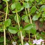 Thymus longicaulis 葉