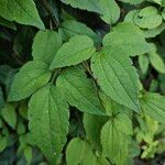 Clematis virginiana Leaf