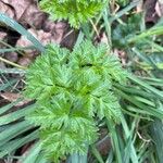 Anthriscus cerefoliumLeaf